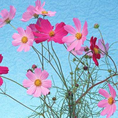 小花仙精灵王下载安装